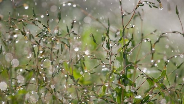 Дождь весной