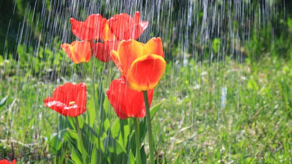 Весенний дождик