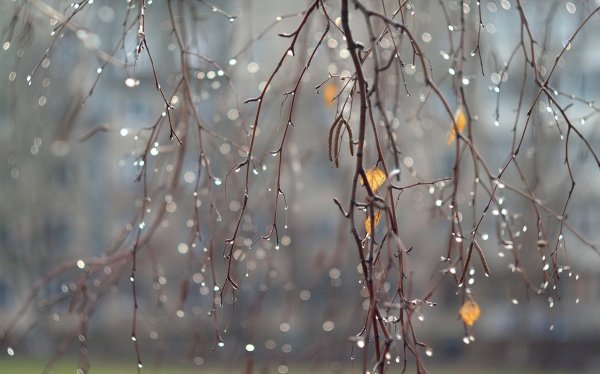 Весна дождь