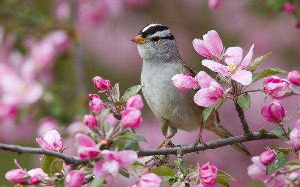 Птица на ветке
