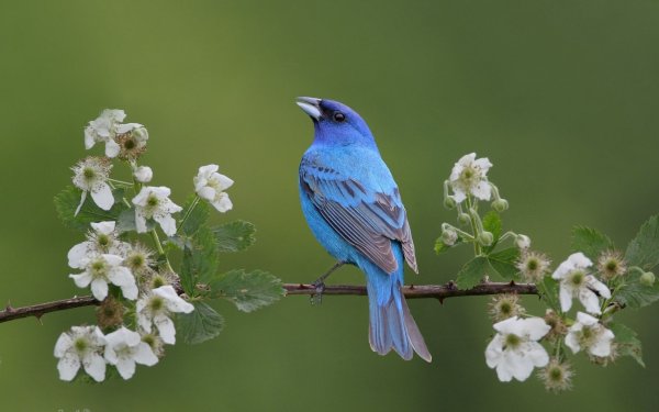 Весна птицы