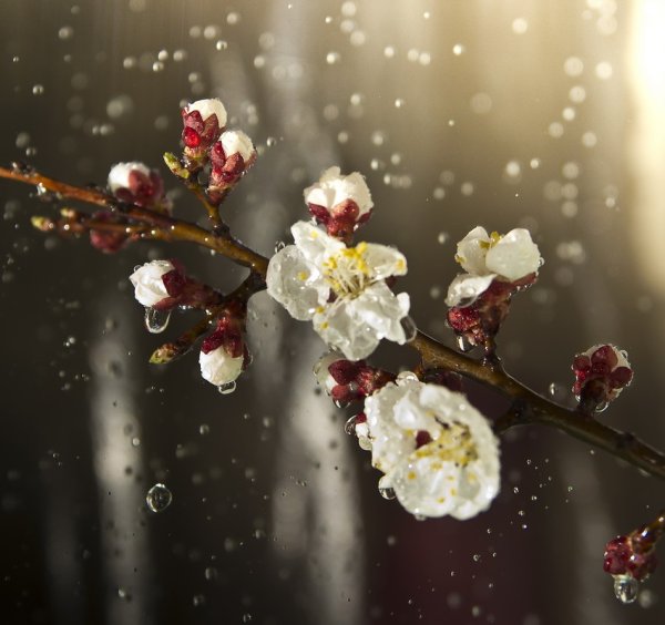 Дождливая Весна красиво