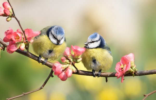 Цветущие деревья и птицы