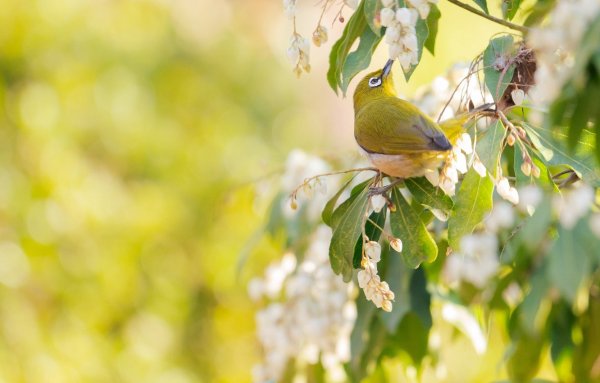 Красивые птицы