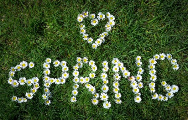 Ромашка цветы