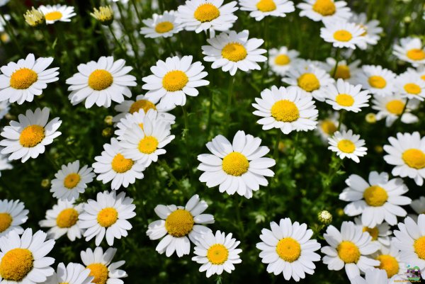 Люблю ромашки