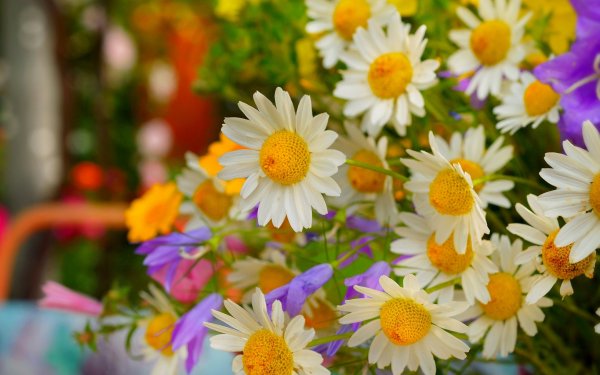 Самые красивые обои с ромашками