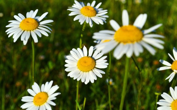 Ромашки обои