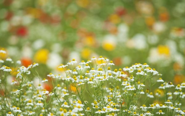 Поле ромашек