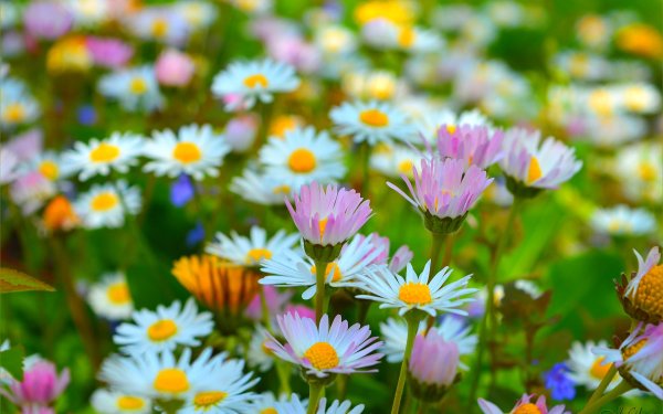 Яркие ромашки