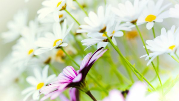 Фоны для рабочего стола красивые нежные ромашки