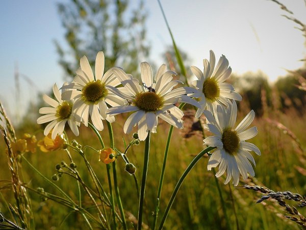 Поле ромашек