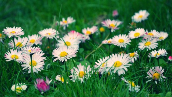 Маргаритки полевые