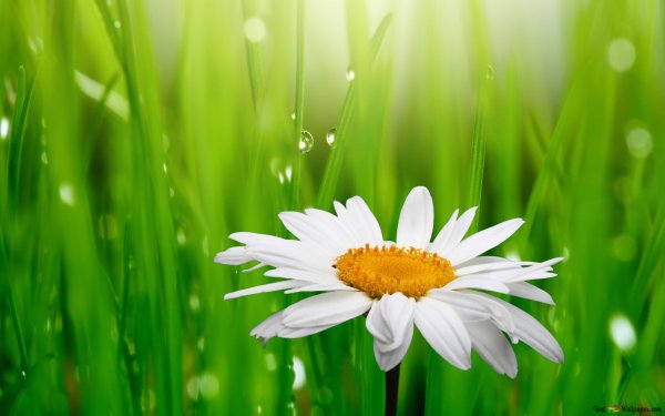 Обои на телефон ромашки