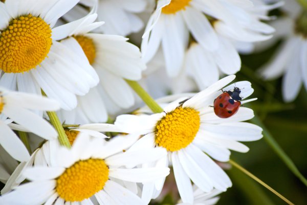 Божья коровка на ромашке