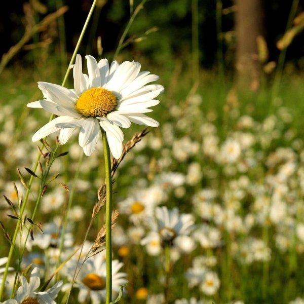 Поляна ромашек