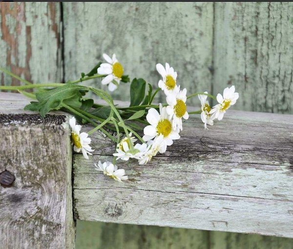 Обои Весна ромашки