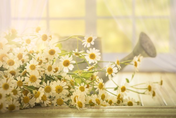 Ромашки на мешковине