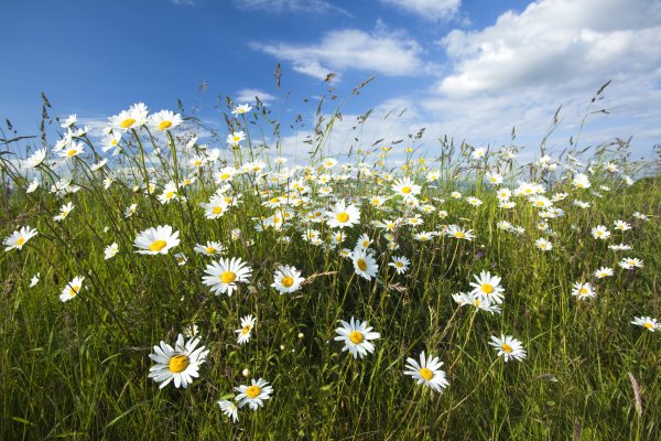 Ромашка Степная