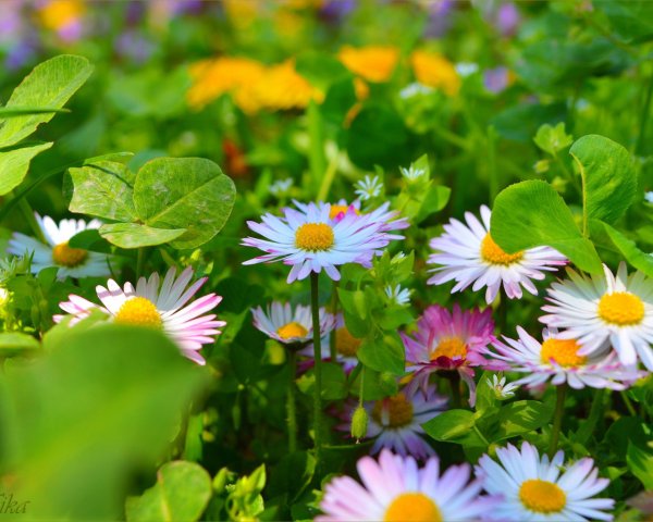 Прекрасные ромашки Весна