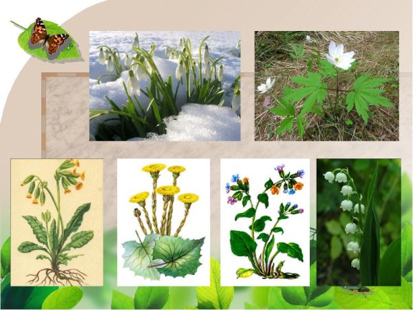 Весенние раннецветущие растения