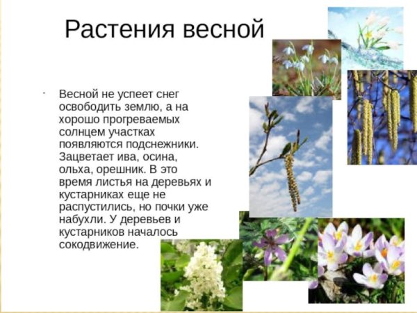 Растения весной для детей