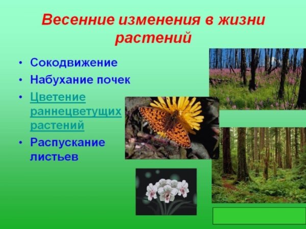 Сезонные явления в жизни растений