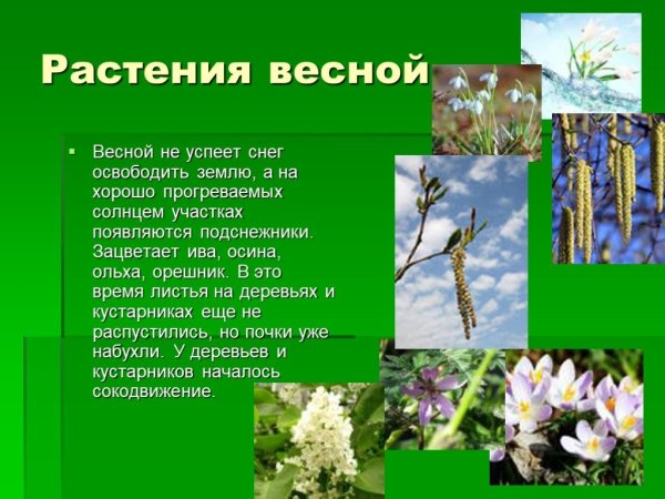 Растения весной доклад