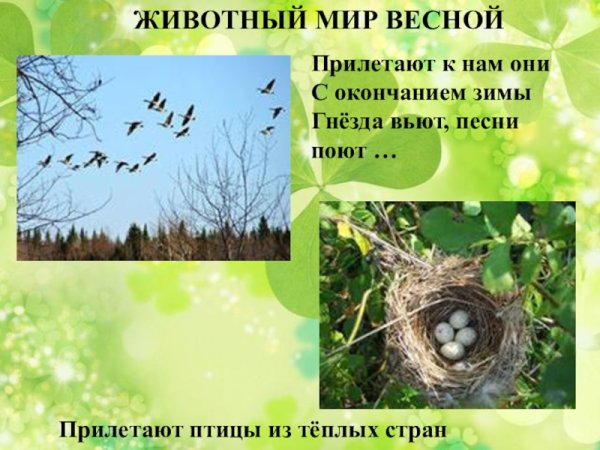 Животный мир весной для дошкольников