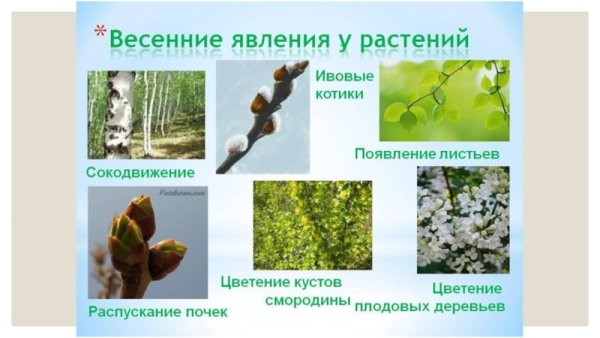 Изменения растений весной
