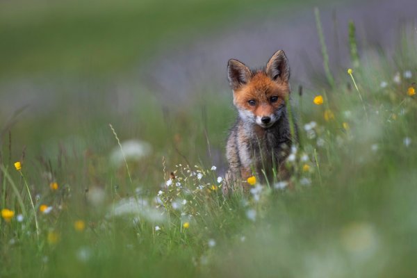 Лиса на лугу