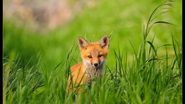 Картинки на рабочий стол лиса