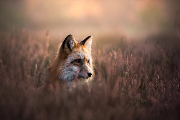 Лиса в траве