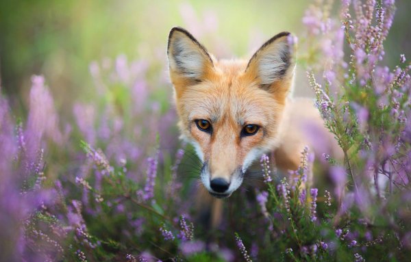 Лисьи глазки