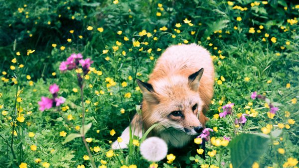 Лисичка в цветах