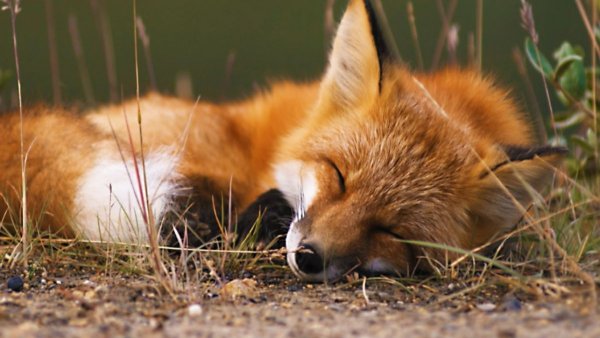 Лисичка спит