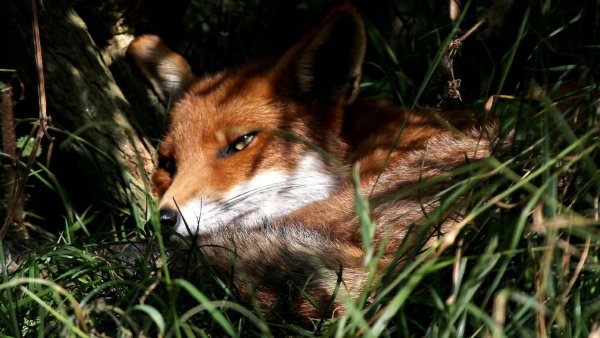 Звери в лесу
