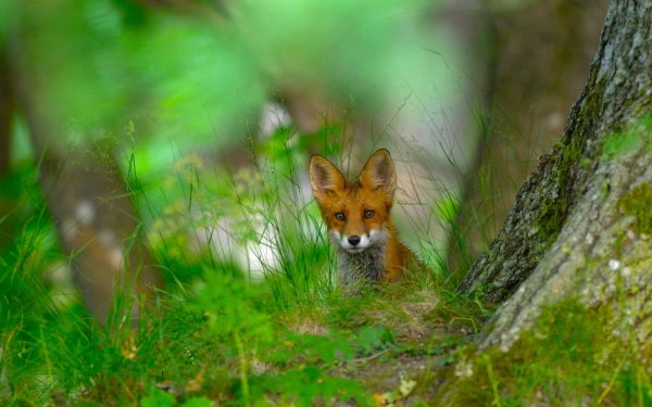 «Лиса в лесу»