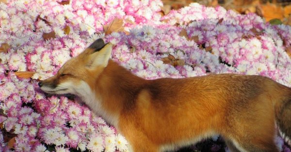 Лиса с цветами