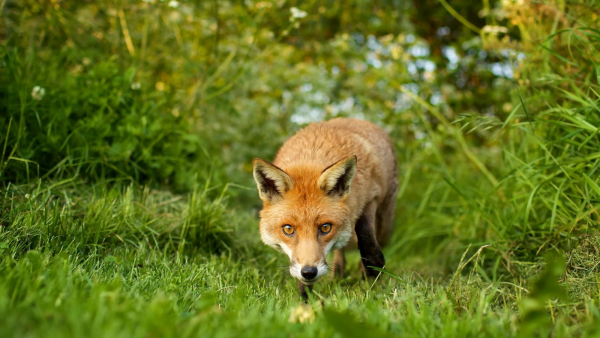 Лиса в траве