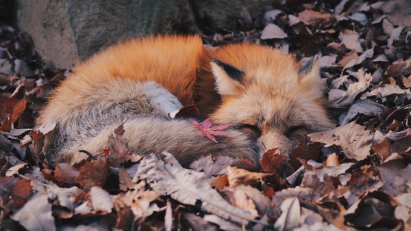 Лиса в листве