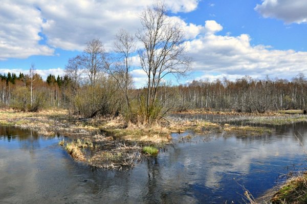 Новгородская область