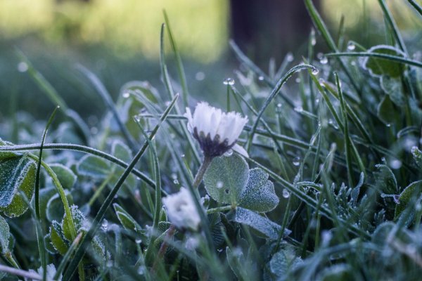 Летние заморозки