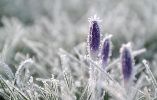 Заморозки в воздухе