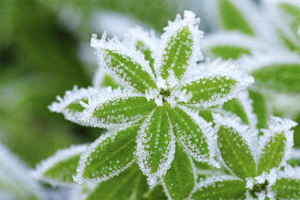 Весенние заморозки