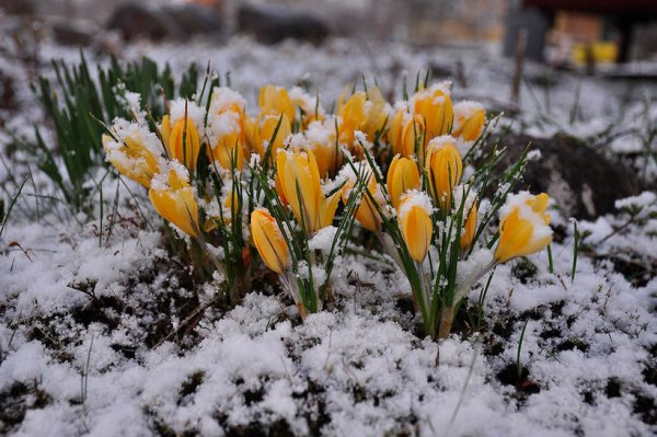 Весенние заморозки