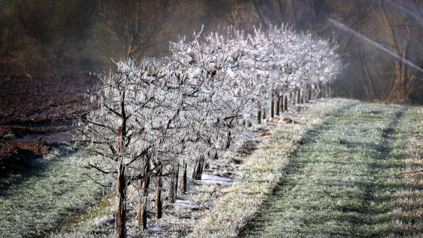Заморозки цветущие деревья