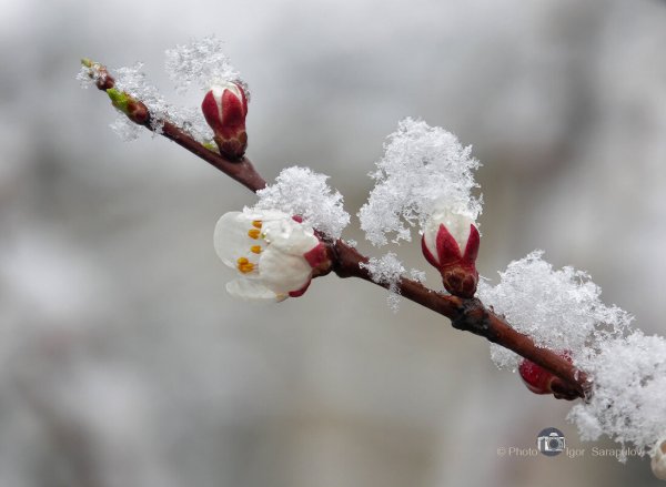 Летние заморозки