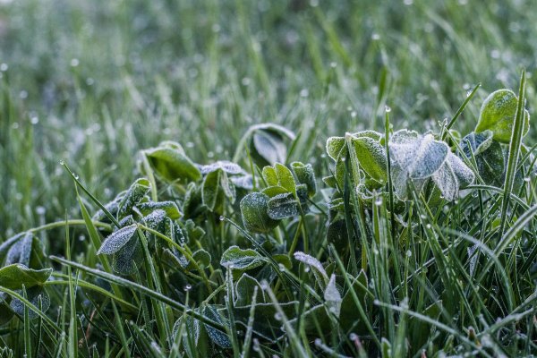 Весенние заморозки