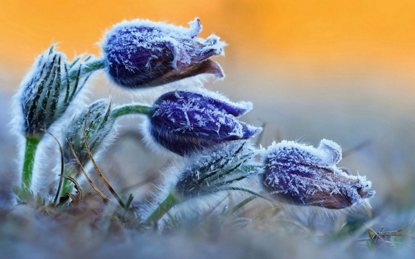 Заморозки в городе